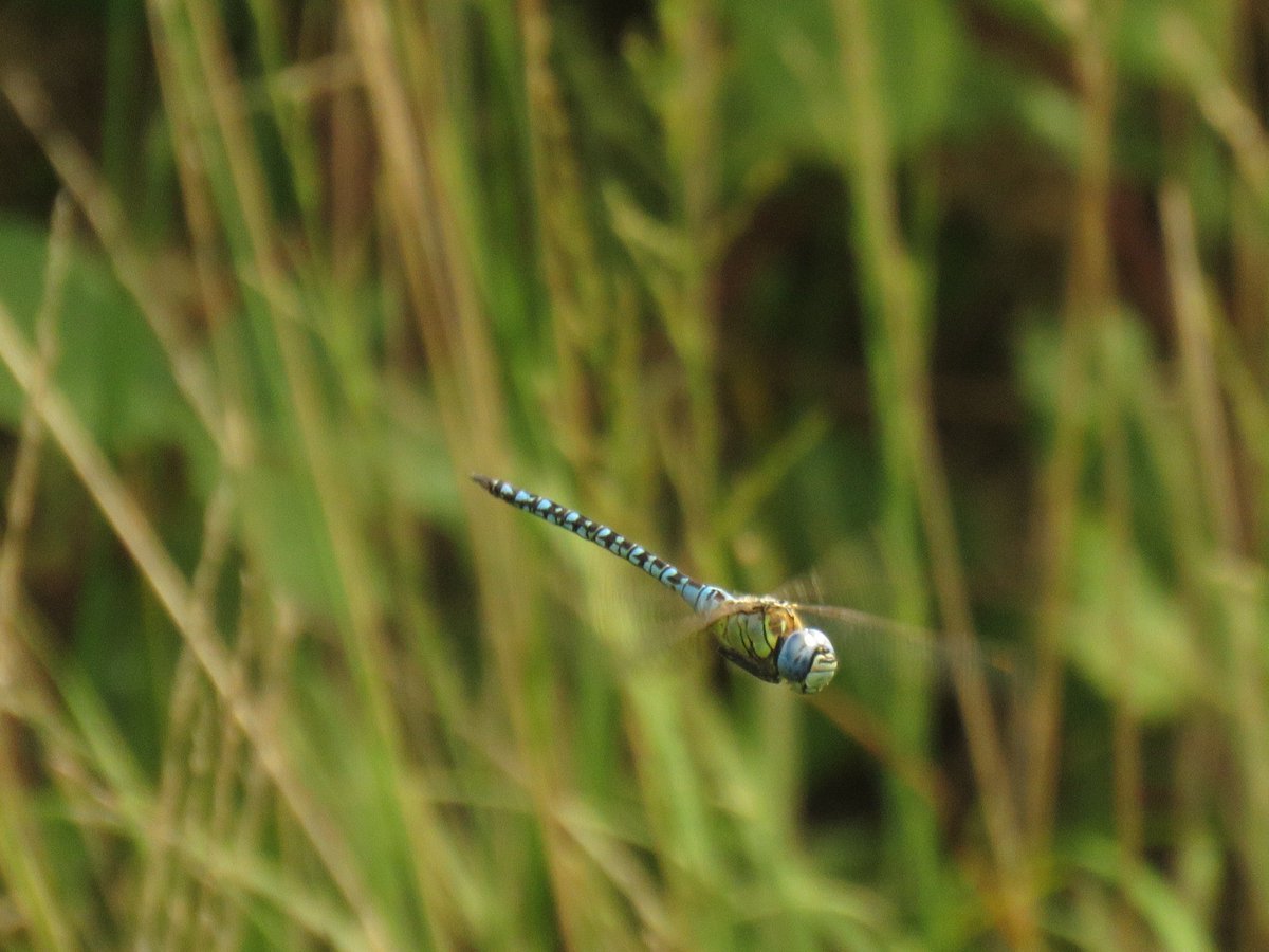 ian ballam tweet media