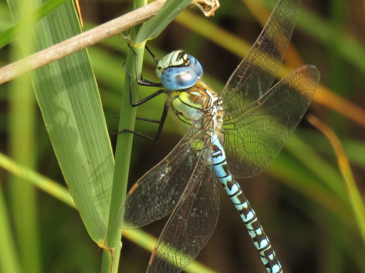 ian ballam tweet media