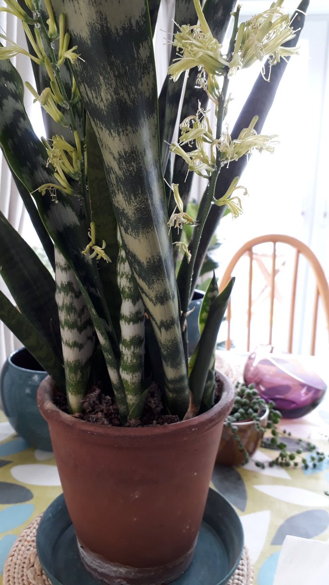 Two beautiful and fragrant flowers on my snake plant. #houseplants #healthyoffice