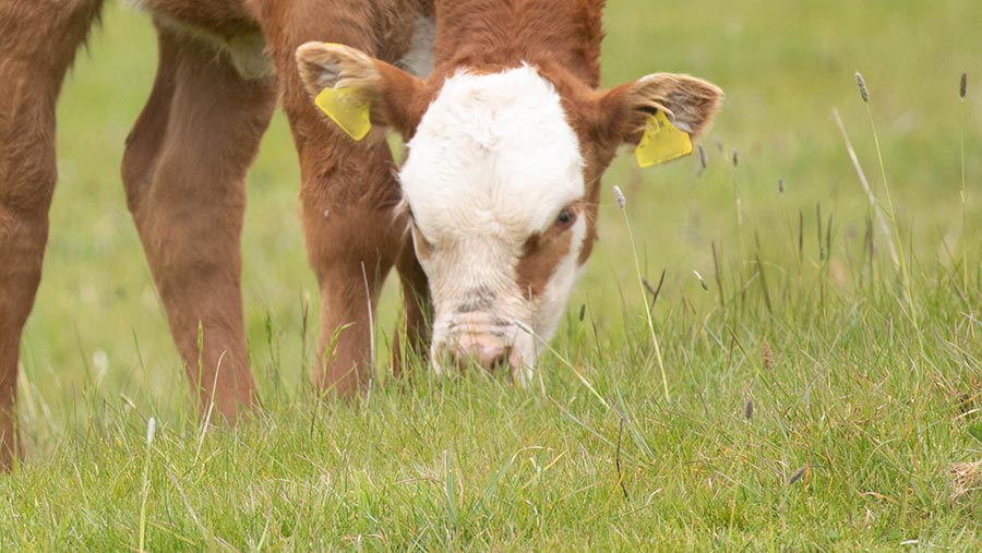 Summer management to aid Autumn livestock issues...
-watch for early signs of lungworm
-assess ewe BCS 6-8 weeks pre-tupping
-address lameness in herds/flocks
-keep an eye out for tyre-wire in silage
#BritishAgri via <a href="/FarmersWeekly/">Farmers Weekly</a> 
 ow.ly/wovJ30p901b