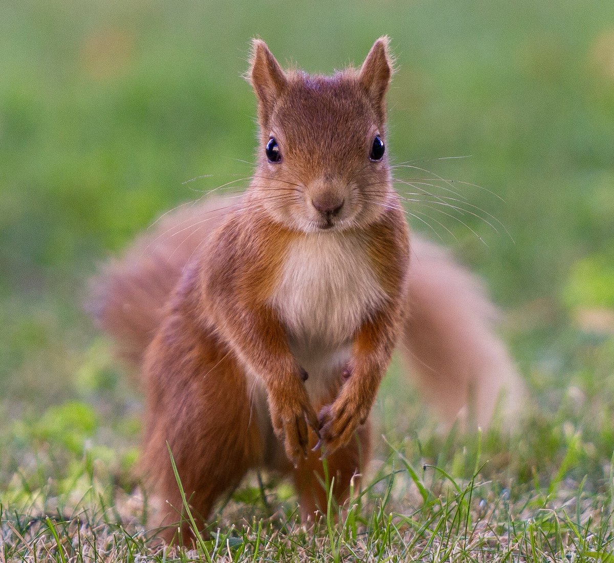 Good morning from Little Red, our resident Squirrel #isleofwight #squirrel #nature #pureislandhappiness