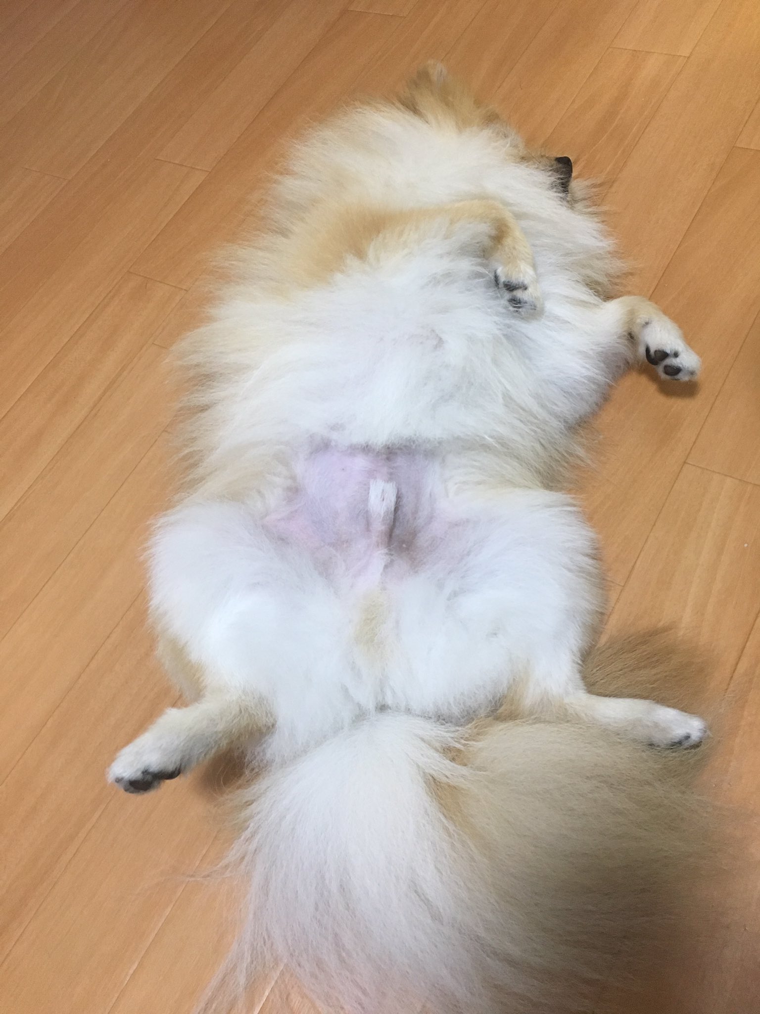 橘紫夕 でかポメ ポメラニアンには赤ちゃん毛があります おなかや手足 鼻周りの黒い 毛は大抵無くなります しかも生え変わり時は謎のサル顔になりますwもし成犬になって思ってた色と違う てなっても愛してあげてね 前2枚が幼犬時 後2枚が現在です