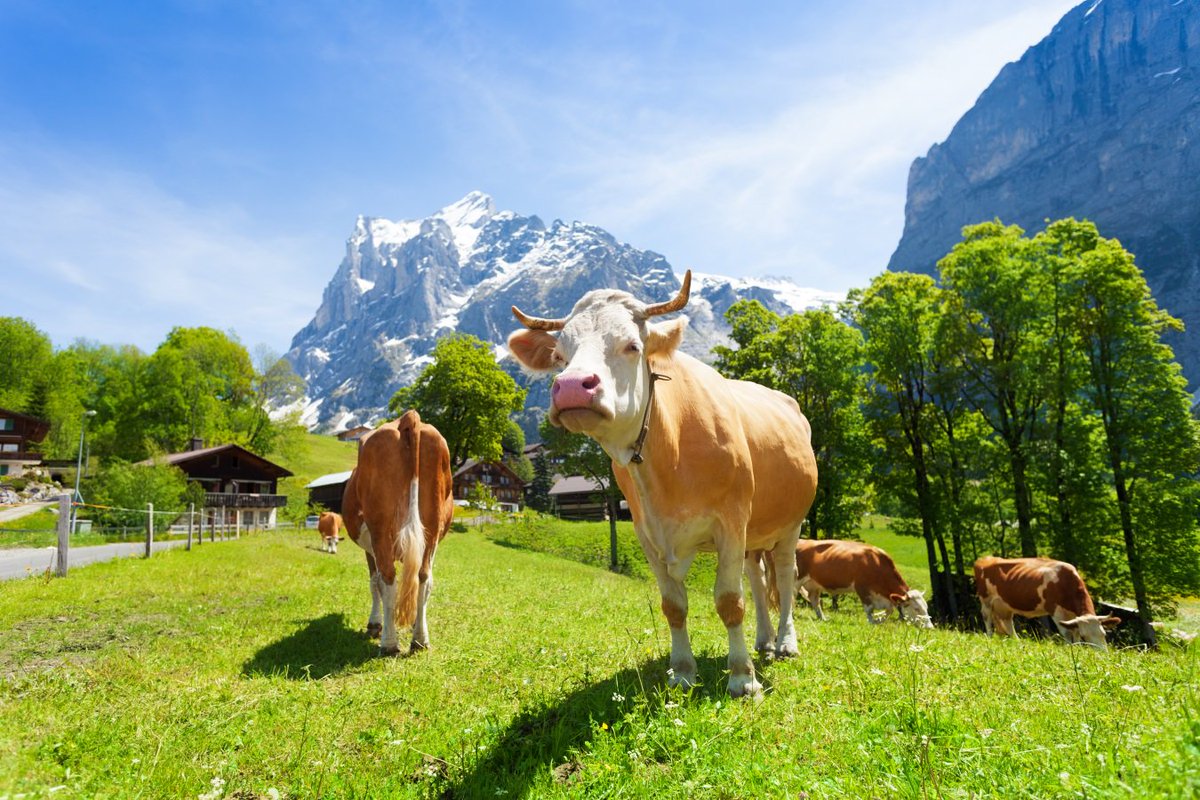 Звуки стадо коров. Швейцария коровы природа. Швейцария поля с коровами.
