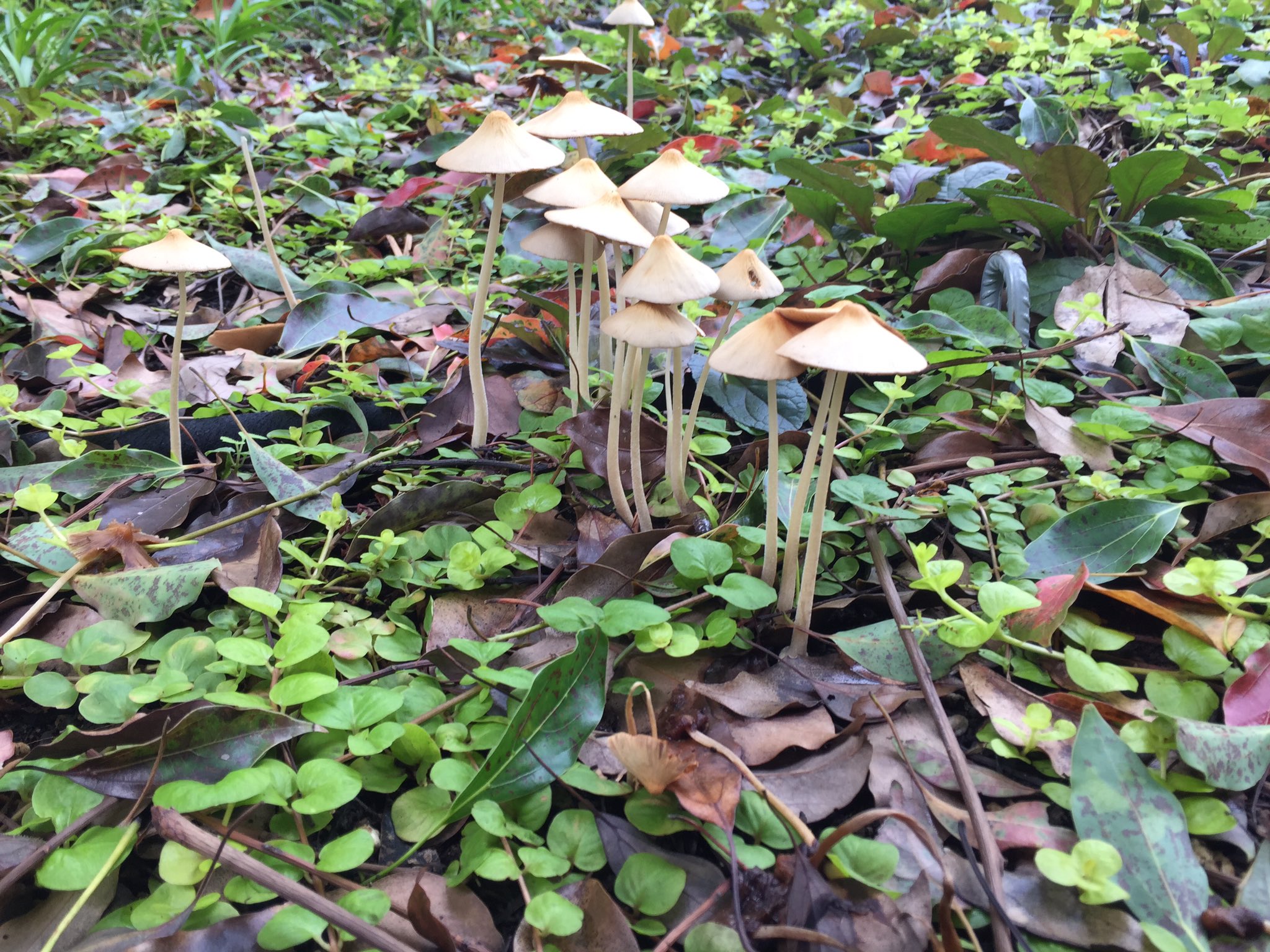 טוויטר 都立青山公園 בטוויטר 長雨のお土産は キノコ そよ風花壇の中にキノコが成長していました 青山公園北地区 梅雨のお土産 キノコ 自然はすごい T Co V22il9hxss טוויטר 都立青山公園 בטוויטר 長雨のお土産は キノコ そよ風花壇の中にキノコが成長していました 青山公園北地区 梅雨のお土産 キノコ 自然はすごい T Co V22il9hxss