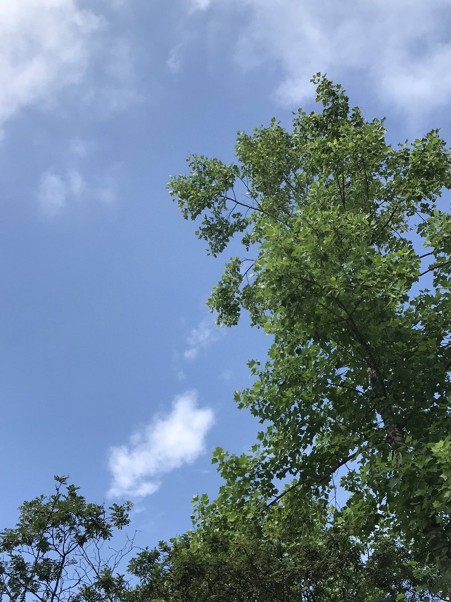 TKame321's tweet photo. 暑いのは苦手だけど、午後から陽ざし。やっぱり良いなぁ。
晴れたので収穫��
きゅうりとインゲン3 日に一回取れる。嬉しいけど大変（笑） https://t.co/My3T0jXtVW