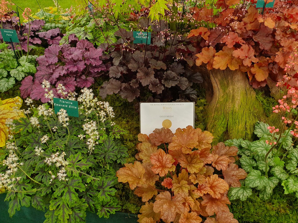 plantagogo's tweet photo. Yeah it's a shiny G 😀😀
 A lovely Gold Medal great start to the day at #RHSTatton #heuchera #heucherella and #tiarella 
#hookedonheucheras https://t.co/9QZPwQ1yZR