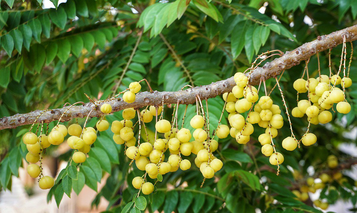 Jhortscib's tweet photo. Effects of exogenous plant hormones on sugar accumulation and related enzyme activities during the development of #longan (#Dimocarpus longan) fruits. @tandfbiosci
To read this new article in #JHSB, visit: https://t.co/Y5TcPHaECl https://t.co/mst0ACuhms