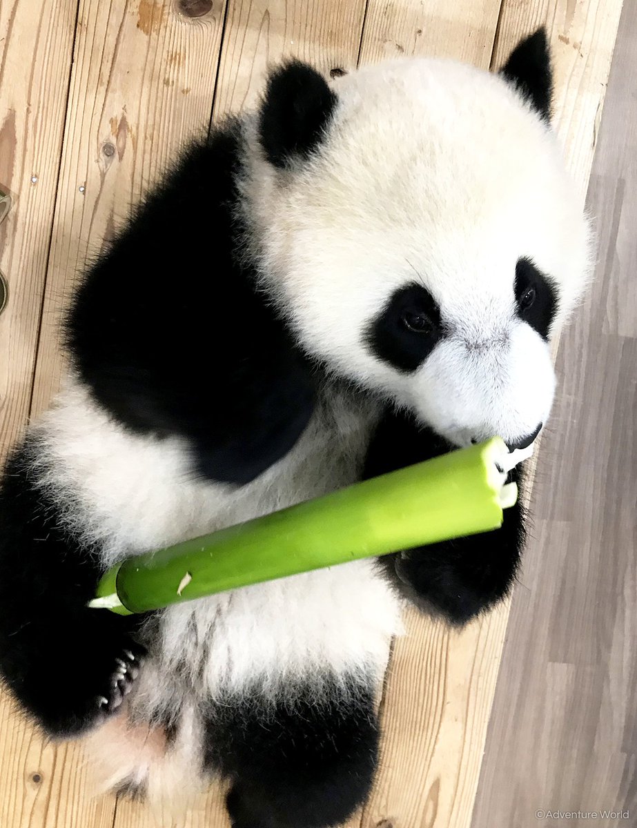 アドベンチャーワールド 公式 休園日もいつもと変わらず のんびり過ごすパンダの赤ちゃん 彩浜 さいひん ゴロゴロ寝転がりながら竹をガジガジ まだまだミルクが好きな彩浜ですが やわらかい若竹が大のお気に入りです 337日齢 7月17日 の体重 アドベンチャーワールド 公式 休園日もいつもと変わらず のんびり過ごすパンダの赤ちゃん 彩浜 さいひん ゴロゴロ寝転がりながら竹をガジガジ まだまだミルクが好きな彩浜ですが やわらかい若竹が大のお気に入りです 337日齢 7月17日 の体重