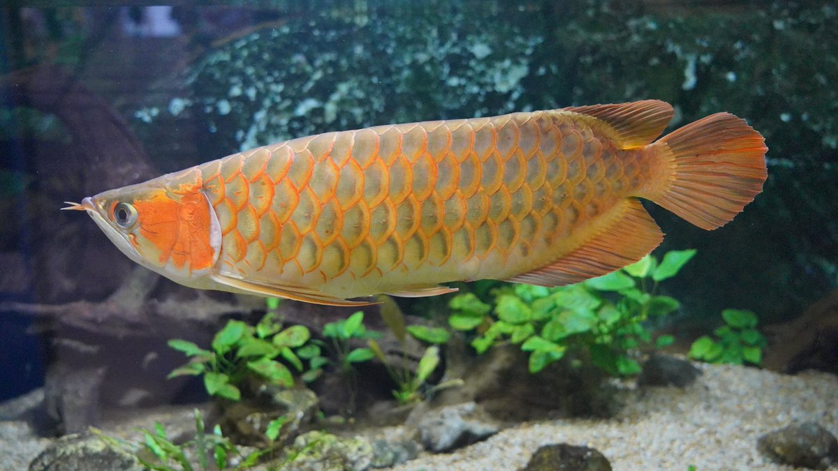 もっち 古代魚シリーズ アジアアロワナ アリゲーターガー ポリプテルスエンドリケリー 鳥羽水族館