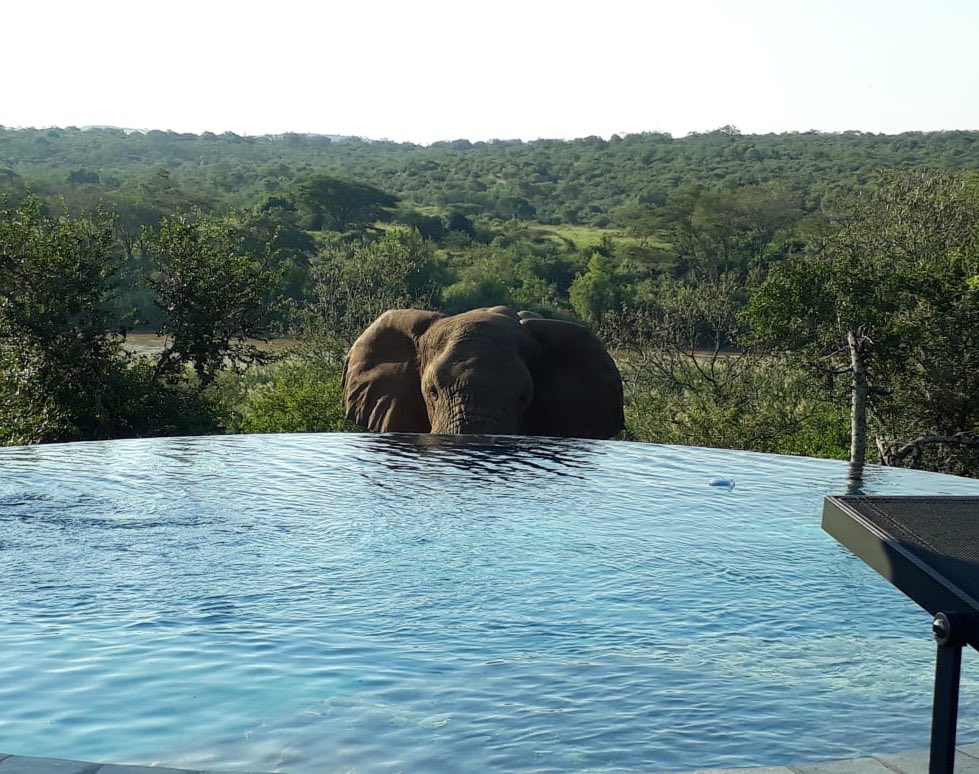 Hello from #Mthembulodge 🐘