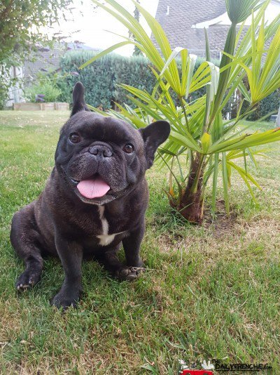 DailyFrenchie's tweet image. Genieß das Leben.... - bit.ly/2JKxLT0 - #frenchie #bulldog #frenchbulldog #frenchbo #puppylove