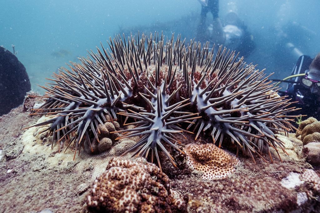 Save Thailay on Twitter: "มารู้จัก Crown of thorns(COTS) หรือ ดาวมงกุฎหนาม ที่เป็นอีกหนึ่งตัวการที่ทำลายของแนวปะการัง โดยCOTSกินปะการังเป็นอาหาร โดยการปล่อยกระเพาะอาหารออกมาคลุมบนปะการัง และปล่อยน้ำย่อยออกมาย่อยเนื้อเยื่อปะการังแล้วดูดซึมเข้าไปเลย ...