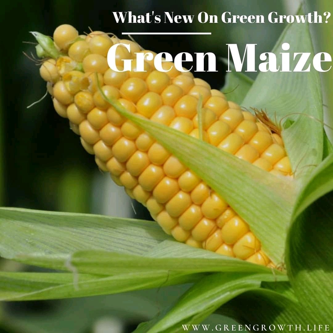 greengrowth26's tweet photo. Maize is an important source of carbohydrate,protein,iron,vitamin B and minerals. For this reason, moderate consumption of whole-grain corn,such as popcorn or sweet corn, may well fit into a healthy diet.
#eatsafe
#eatlocal
#greenvegetables #greenmaize
.
https://t.co/wgdWfH5zIc https://t.co/RSMD6xeSjw