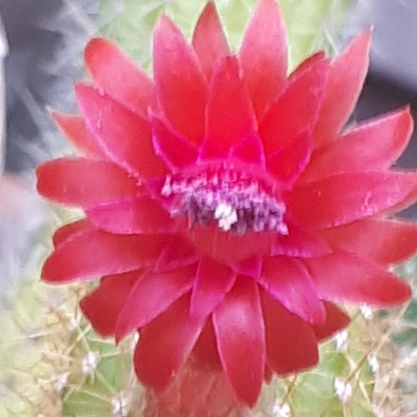 Petite fleur de cactées (cleistocactus samaipatanus)