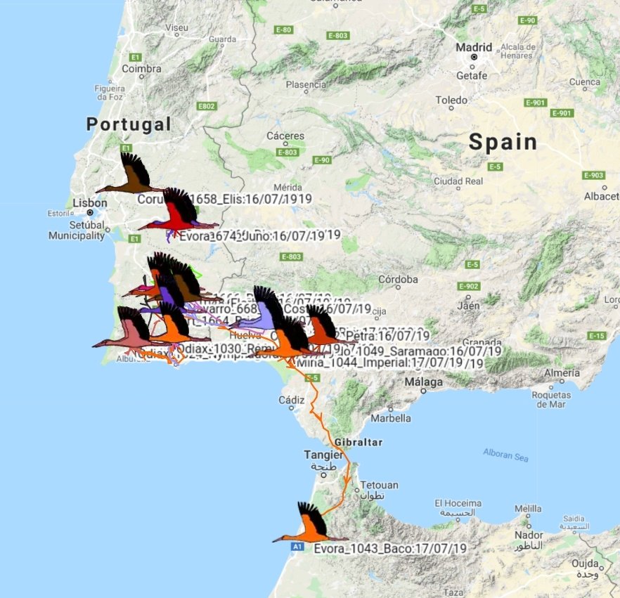 At the end of a busy fieldseason with the #BirdsOnTheMove team, monitoring over 400 white storks' nests, tagging 50 white stork adults and 30 juveniles, it's amazing to see our juveniles starting to migrate! Good luck Baco! @Movetech_GPS @ueaenv @ueaceec #nexuss