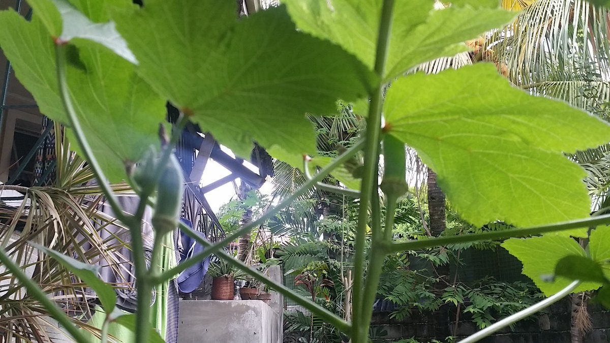 OPTI_05's tweet photo. Okra soon to harvest https://t.co/5jFk8QzY02