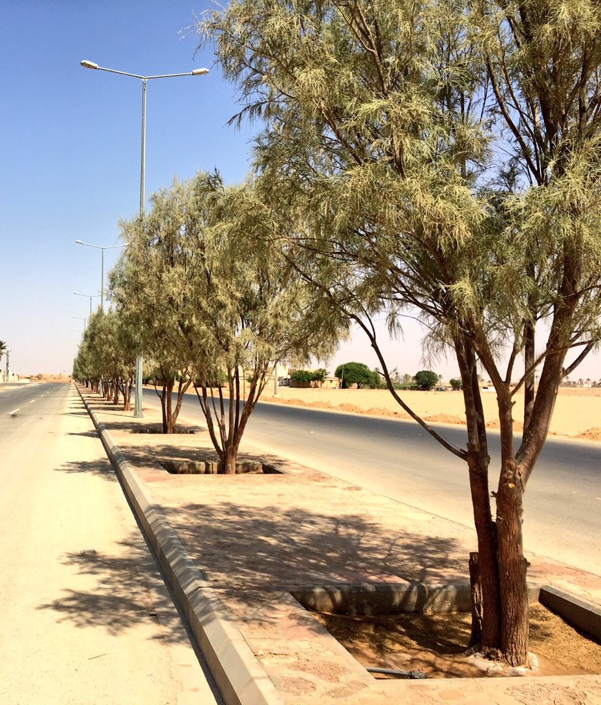 zaud00's tweet photo. أتمنا لو يطرحون منقصات لتشجير الطرق السريعه  
مثل تشجيره بـ #الأثل تكلفته قليله وستهلاكه للماء قليل ويستفاد منه في مصدات هوائية و وإنتاج أجود أنواع الخشب وأنتاج أفضل أنواع العسل
#معاناه_النحال_السعودي
#التشجير_في_السعودية_مطلب 
@SaudiTransport @MEWA_KSA https://t.co/g8zdY1H8H2