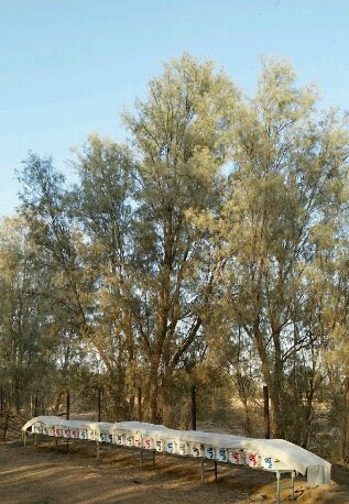 zaud00's tweet photo. أتمنا لو يطرحون منقصات لتشجير الطرق السريعه  
مثل تشجيره بـ #الأثل تكلفته قليله وستهلاكه للماء قليل ويستفاد منه في مصدات هوائية و وإنتاج أجود أنواع الخشب وأنتاج أفضل أنواع العسل
#معاناه_النحال_السعودي
#التشجير_في_السعودية_مطلب 
@SaudiTransport @MEWA_KSA https://t.co/g8zdY1H8H2