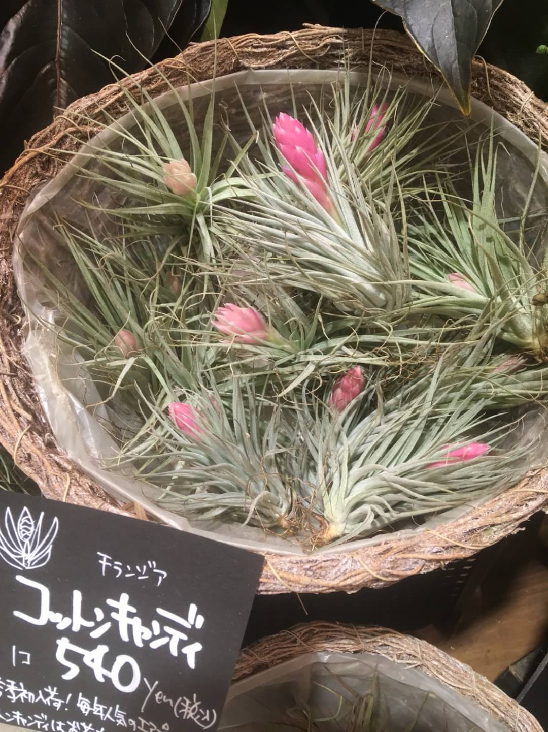 青山フラワーマーケット 今日ご紹介するのは エアプランツ のコットンキャンディ プロメリア科の植物なのでパイナップルの遠い親戚 お手入れにも手間がかからないのでこの時期おすすめですよ T Co Lgsxqgxjc4 Twitter