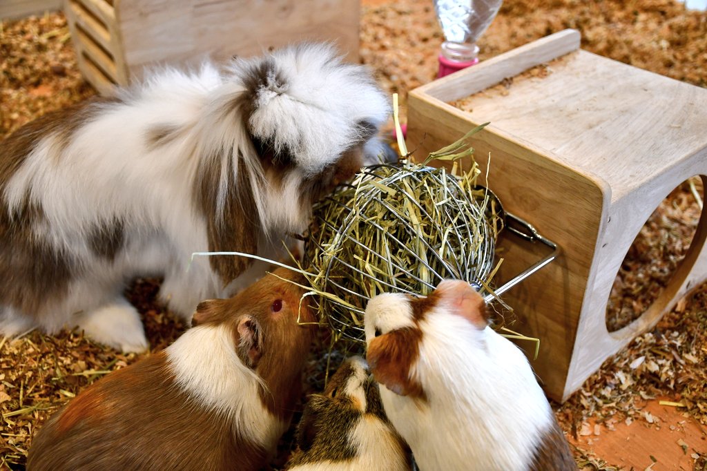 上福岡 うさぎ カフェ すべての動物画像