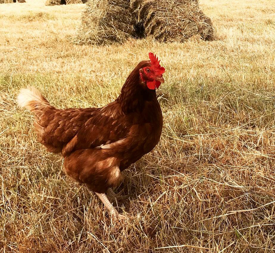 Magners Farm On Twitter Hens For Sale Some Of Our Ladies Are Due