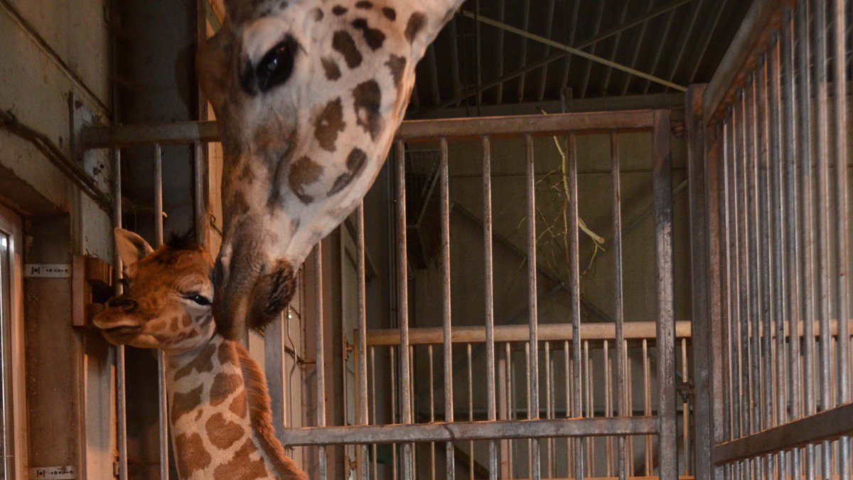 Maandagavond werd er een Rothschildgiraf geboren in #Bellewaerde 🦒 De bevalling is goed verlopen en het jong stelt het goed. Lees meer:  fcld.ly/ivkrdio  #geboorte #giraf