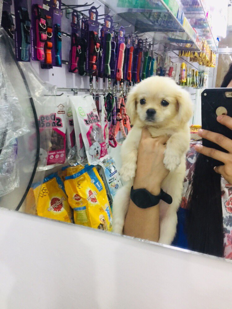 eurickhen's tweet photo. Good girl ang baby😘🐶 https://t.co/TUQwcxQqyV