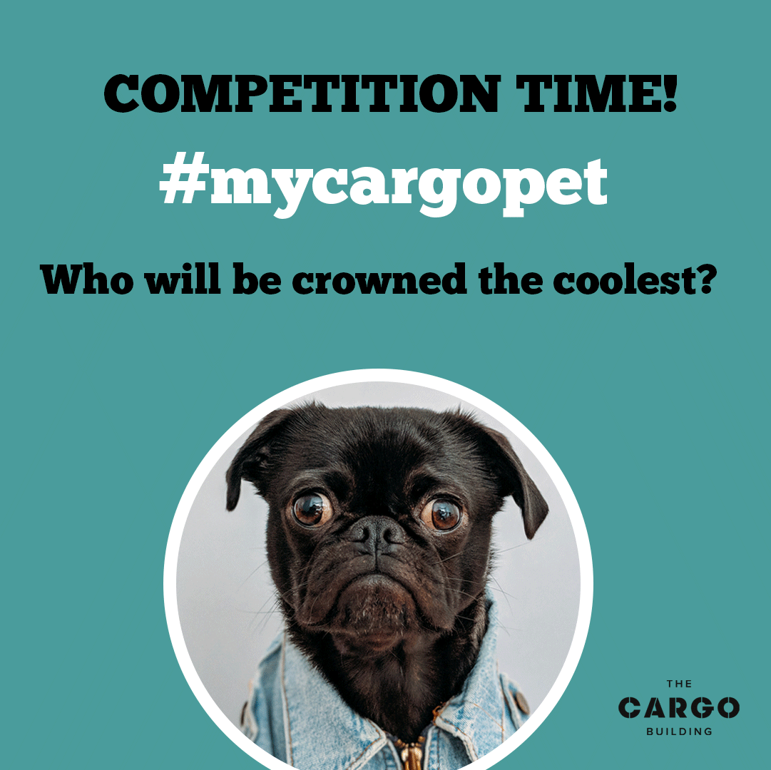cargobuilding's tweet photo. Coming soon.... 👀 #PetsOfLiverpool #BalticTriangle #CargoBuilding https://t.co/cv2JvWWhgw