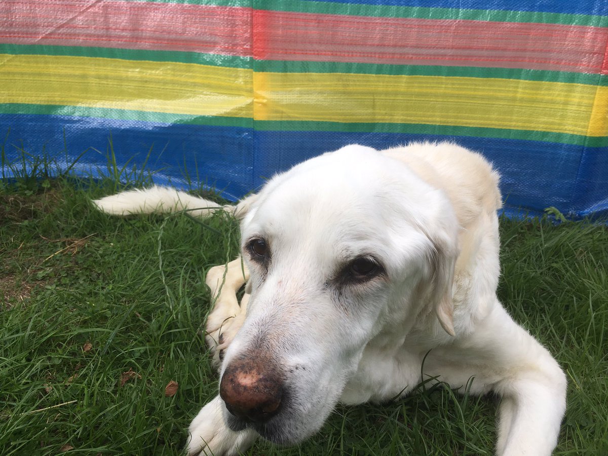 GMFRS dog Echo has now passed away this morning , I’m am devastated but proud to have served with him. Will miss you pal.