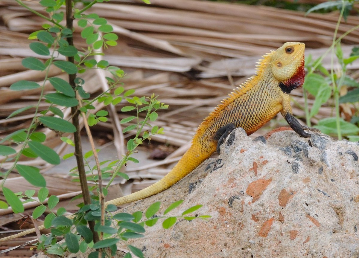 True to its name...showing off different hues...
#gardenlizard
#naturelovers
#naturephotography
@BBCEarth
@NatGeoPhotos
#BBCWildlifePOTD
@NatureIn_Focus
@nehaa_sinha