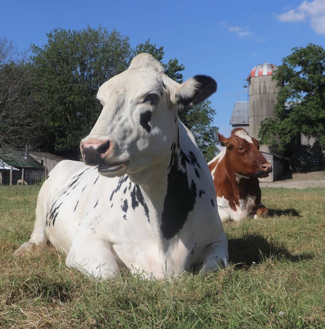 Join us for a work visit/vegan potluck! Aug10th &amp; 24th.Our work visits are fun &amp; rewarding, plus you spend time with the rescue animals that call Cedar Row home! Work from 11am-2pm with the potluck to follow. More details at cedarrow.org. #Animals #Peace☮️ #Vegan