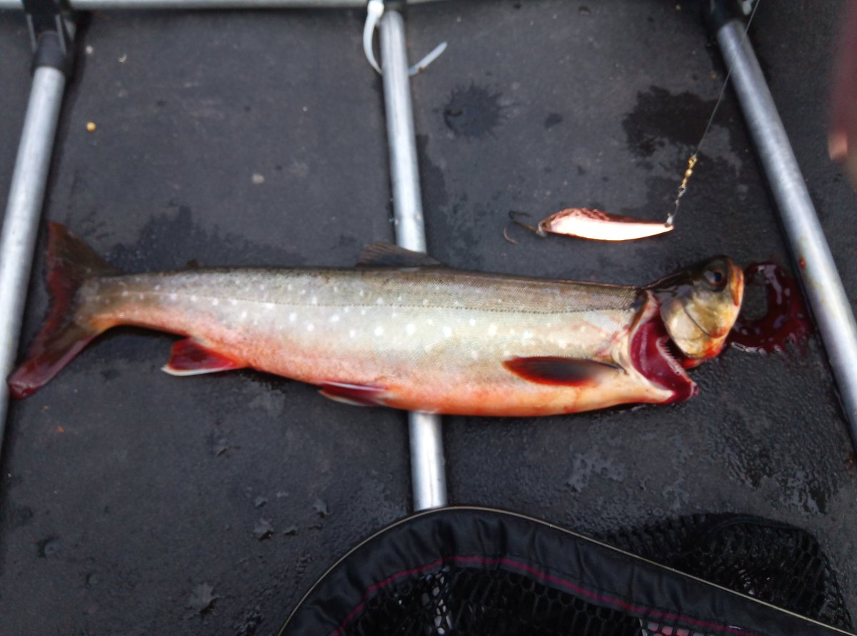 PaaTur's tweet image. @PaaTur på #rogen mot #femundsmarka #dorging #røye