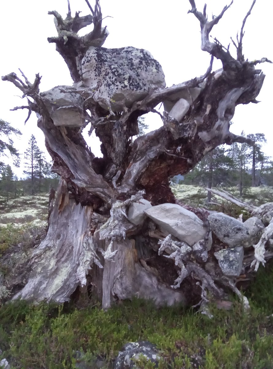 PaaTur's tweet image. @PaaTur på #rogen mot #femundsmarka #dorging #røye