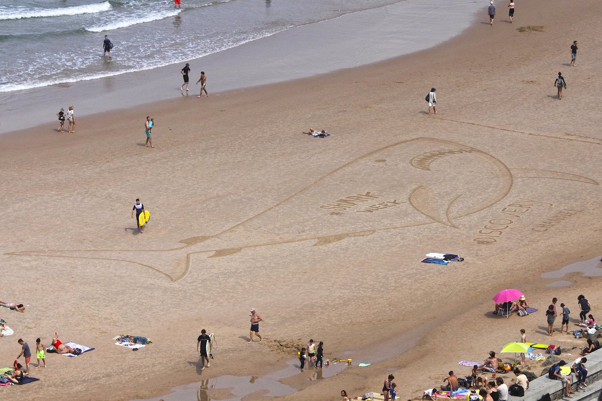 Ville2Biarritz's tweet photo. | CÔTE DES BASQUES | Beach Art 🏖
Le requin géant de la SharkWeek par l’artiste #SamDougados, artiste de #BeachArt biarrot aujourd'hui à marée basse

#côtedesbasquesbiarritz #cotedesbasques #ville2biarritz #biarritz  #beachart #artistebiarritz #sharkweek2019 
📷 Philippe Brunet https://t.co/xhJSwxNiLn