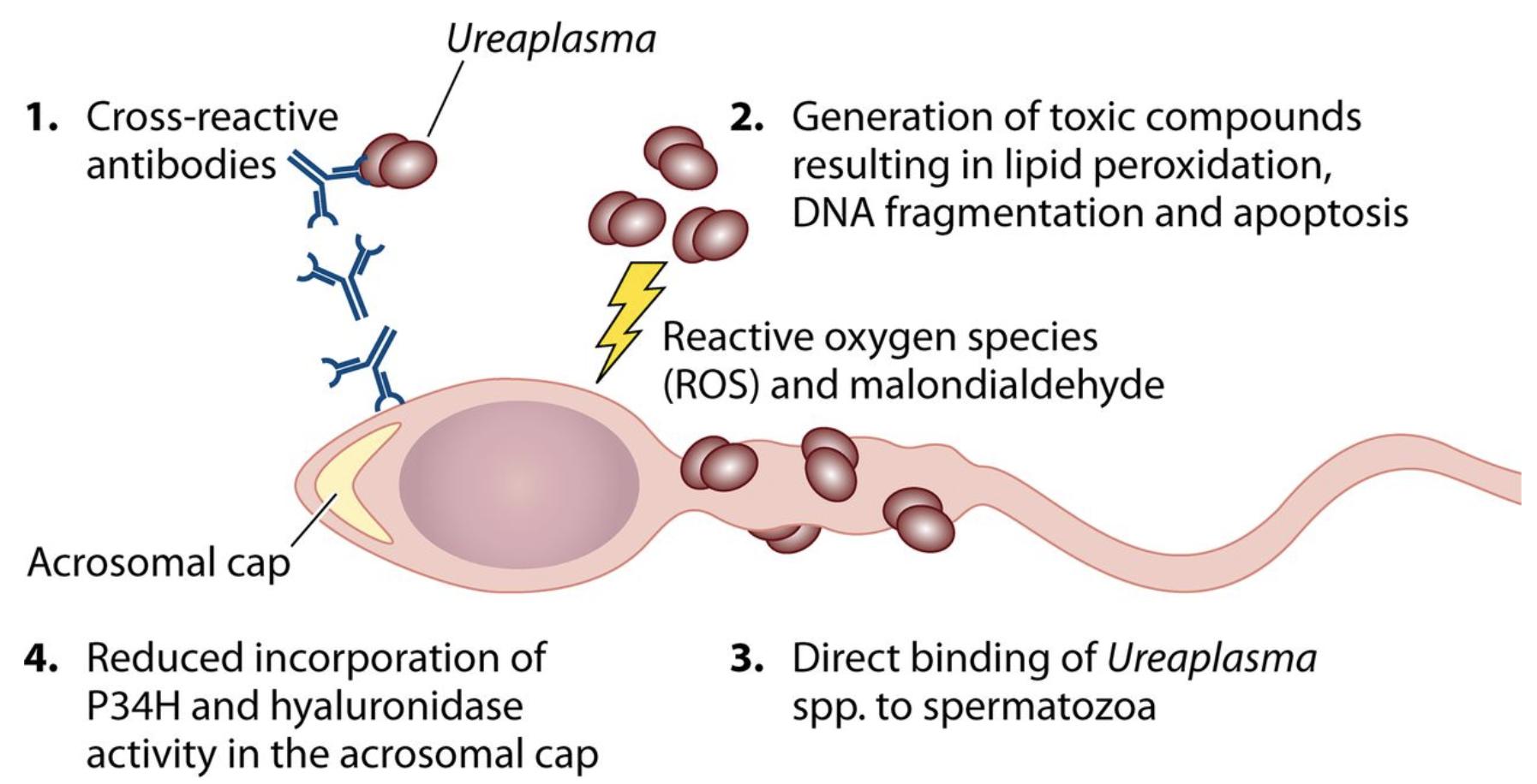 ureaplasma tünet