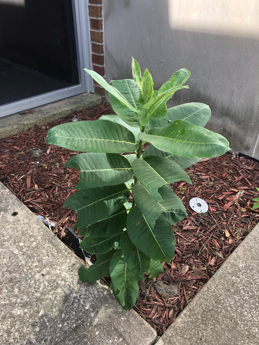 DrTCronin's tweet photo. @CentralCityFFA continues to work on the butterfly garden.  Please retweet and tag all your caterpillar friends.  BTW - Monarch Butterflies own the Twitter @savemonarchsHHS @don1monarch @MonarchHelp #MonarchButterfly https://t.co/e7ulp2sv0b