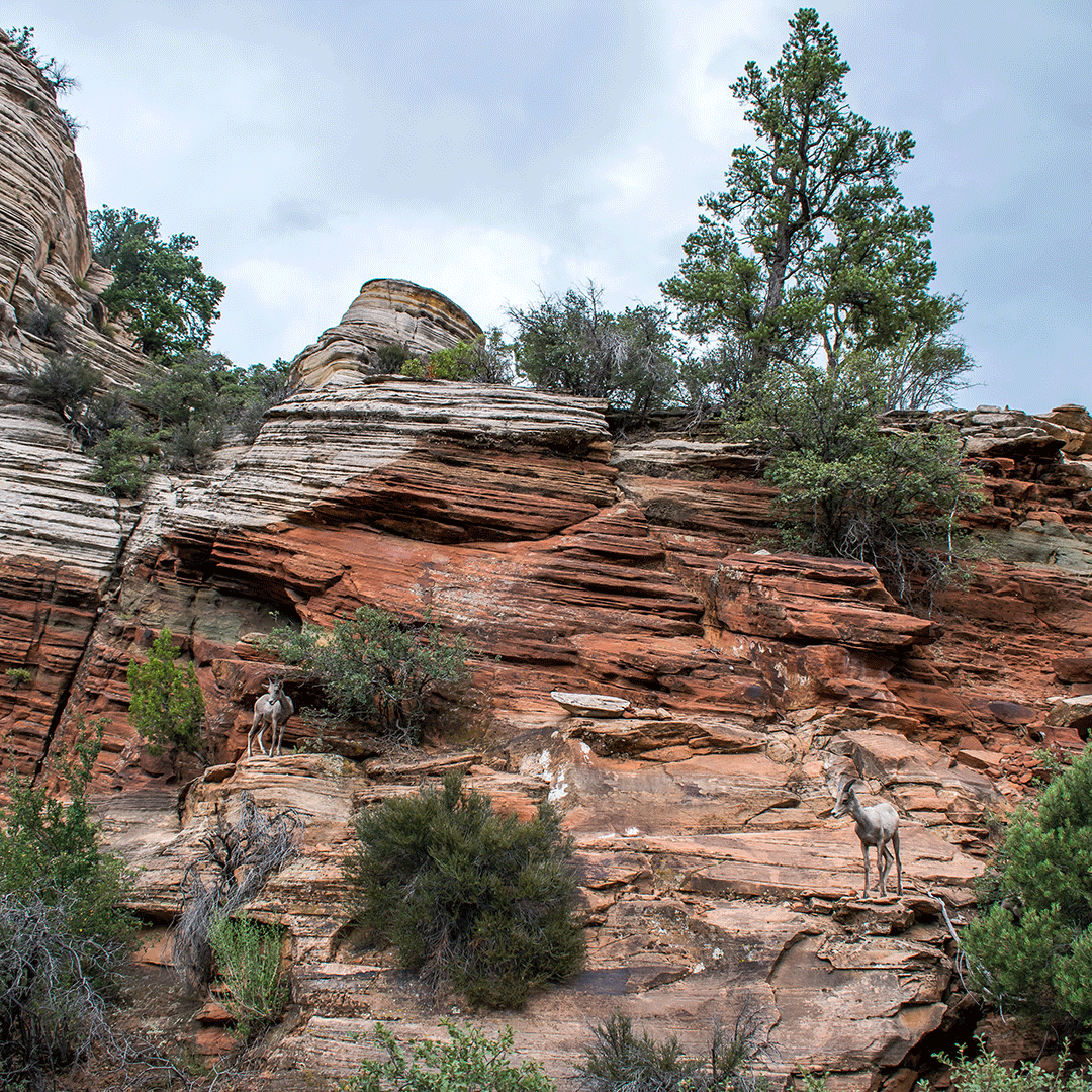 Zion_NP_Utah's tweet photo. Do you see them?? 
Bighorn Sheep are native to North America. The species is named for it's large horns. A pair of horns could weigh up to 30lbs (14kg). Cool, huh? Share your Zion wildlife pictures with us! 

#zion #zionnps #bighornsheep #nationalparks #utah #vacation #summer https://t.co/pSrwFfZ7I3