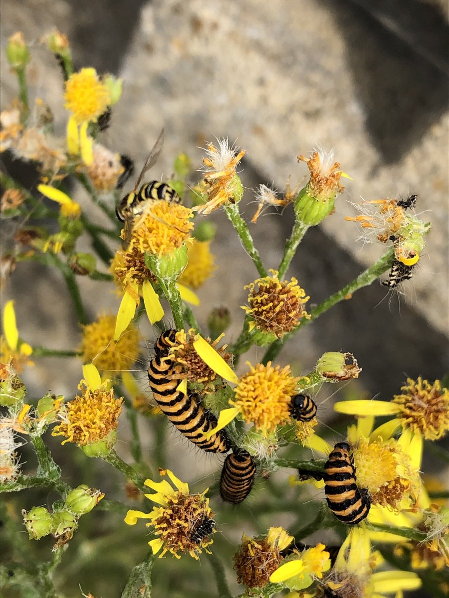 Mark Brown tweet media