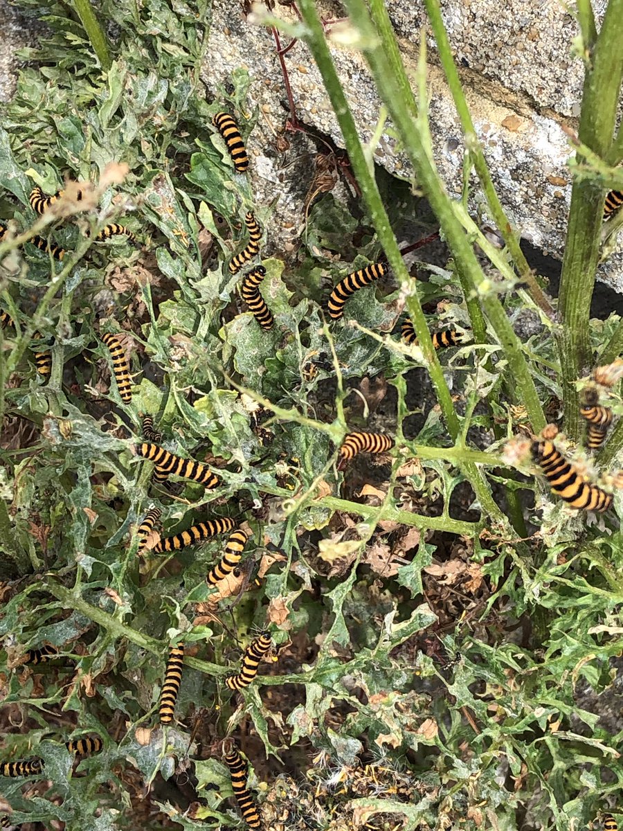 Mark Brown tweet media