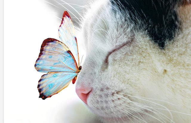 Vet_Summit's tweet photo. https://t.co/z66CK5Z1eg
Submit your Abstract @Veterinary Science 2019 | Sep 12-13 | Sydney, Australia to share more knowledge on #Animalreproduction #animalbreeding #transgenicanimals #animalsdiseases #veterinarygenetics #animalhealthindustry #veterinarymedicine #animalcare https://t.co/RmgWt9VYCE