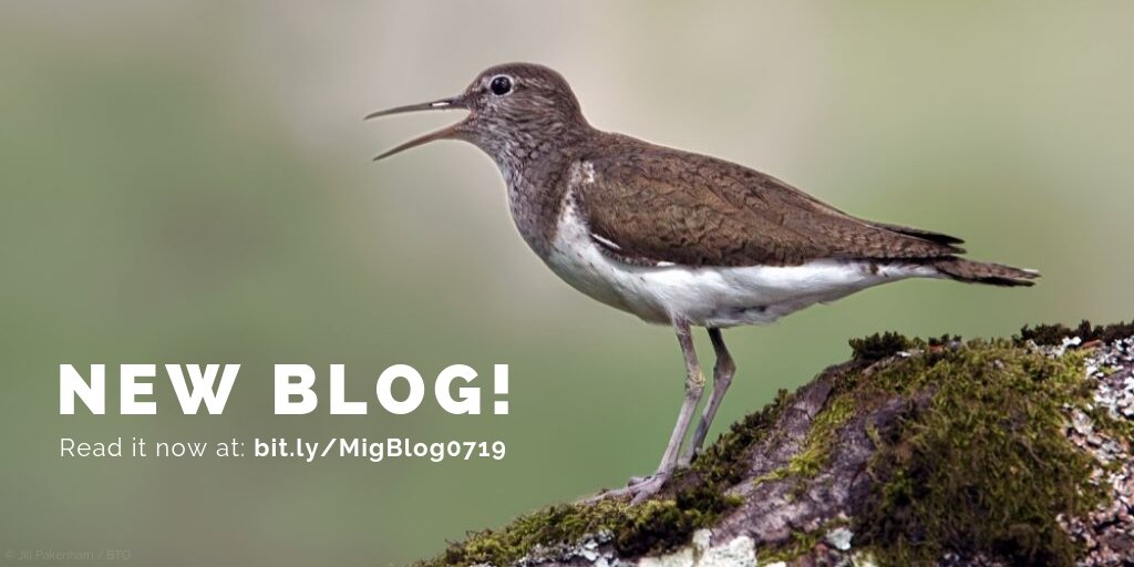 _BTO's tweet image. Our new #MigrationBlog is now out! Head over to bit.ly/MigBlog0719 to reflect on the birds we&apos;ve seen in spring, and what to expect over the next month or so. What have you seen recently?
#Migration @PAStancliffe @suffolkbirder