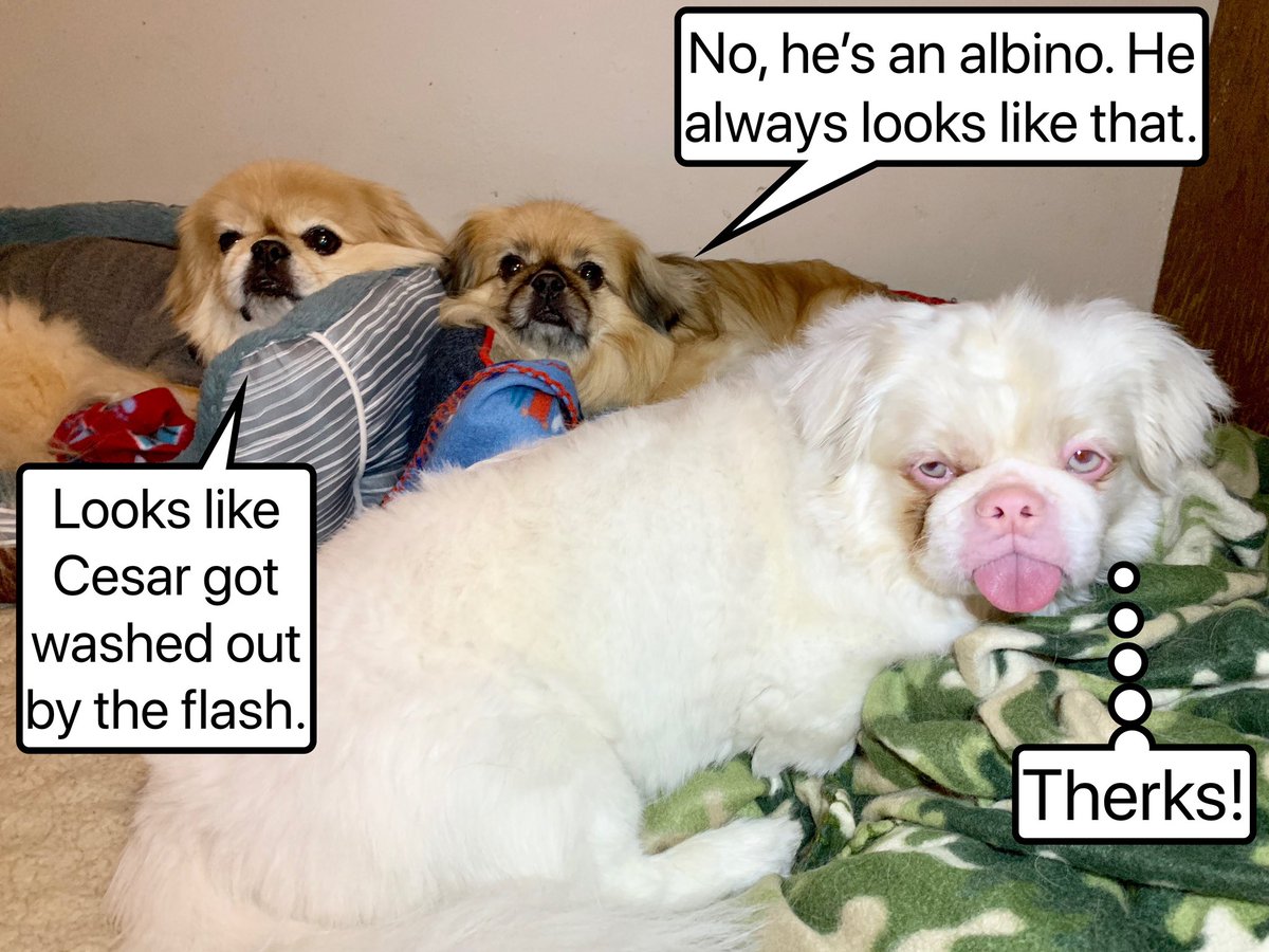 PekeTales's tweet photo. Cesar thinks his brothers should F-Stop. See what I did there? π
#CameraJokes
#Pekingese #funnydog #funny #caption #barkpost #memes https://t.co/s4L89qnZAu