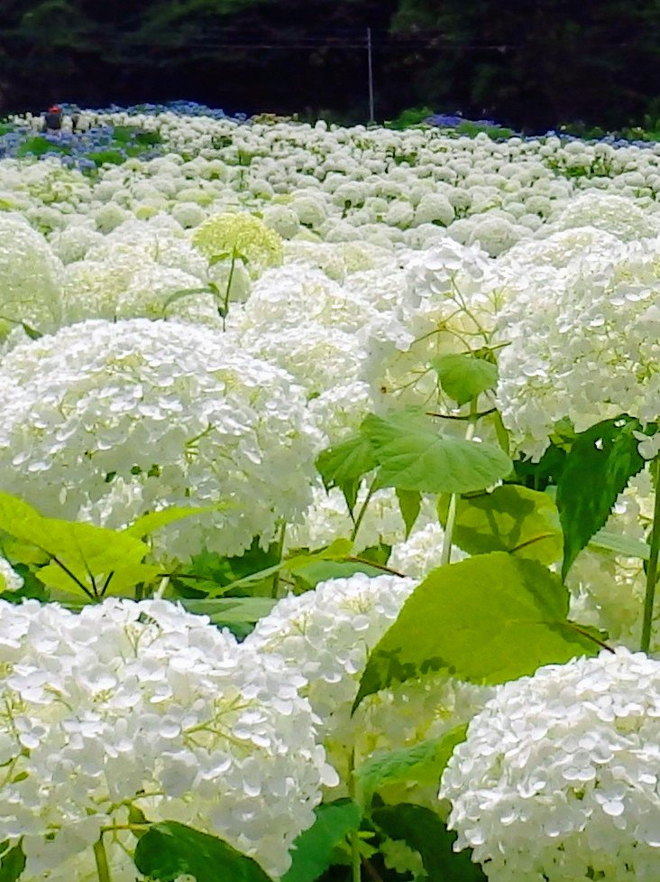 Toru Mizuno 写真では見えませんが 実はハチの羽音がものすごいです みちのくあじさい園 あじさい畑 T Co Sa0ivg3zly Twitter