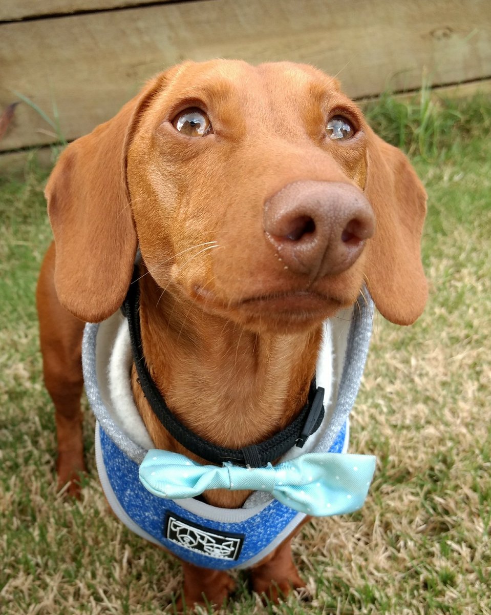 FrankieXavier15's tweet photo. β£οΈ 2 1/2 years old today and looking dapper in my Big and Little Dogs Harness πΎ
#frankiedaxxie #dapperpup #dapperdog #dachshund #doxie #dachsundsoftwitter #sausagedog #hotdawg #downunderdachshund #upsidedachshund #doxieworld #doxieplanet https://t.co/ngczgY0XQQ