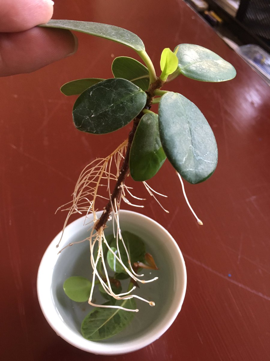 あごぱん 水に浸けて根っこが伸びたパンダガジュマルを水から揚げて植え替え あごぱん 水に浸けて根っこが伸びたパンダガジュマルを水から揚げて植え替え
