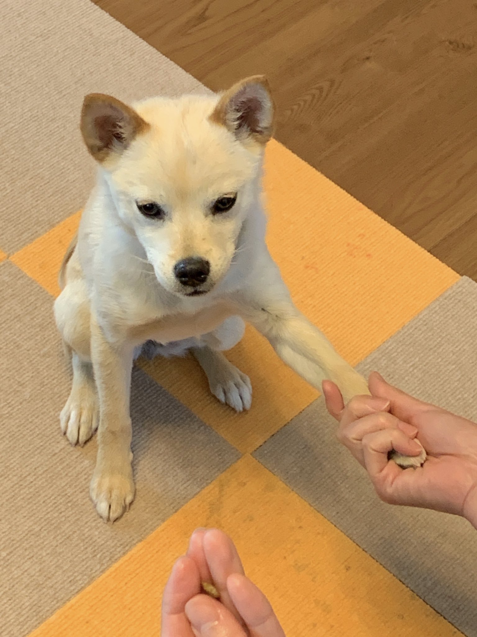 柴チワななこ Siba Chiwa Nana Twitter