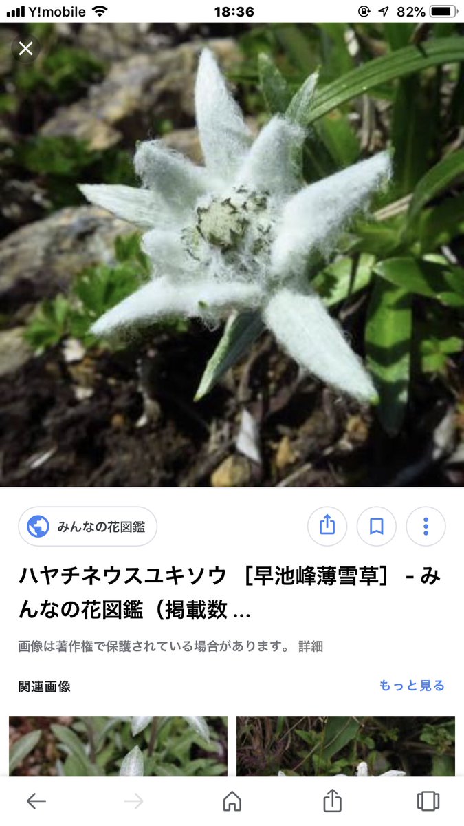 薄雪草