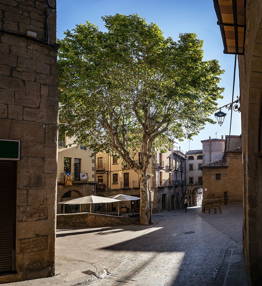 Solsona_cat's tweet photo. El plataner de la plaça de la Catedral de #Solsona, un dels protagonistes de la #biofira #LEcològica. Dissabte se n'inaugura la placa que el senyalitza com a arbre d'interès local https://t.co/dnncV4snAh https://t.co/AbYlfwHY8g