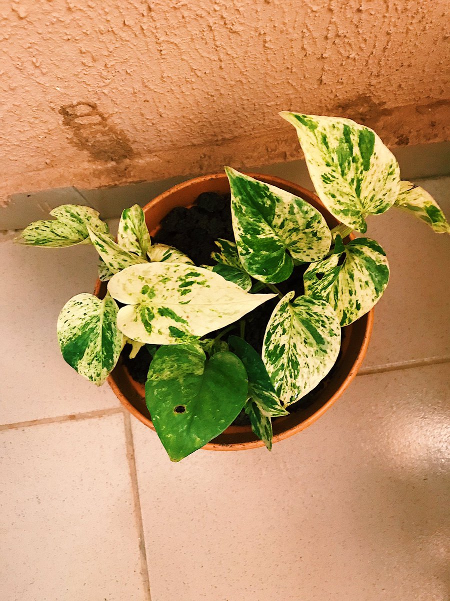Marble Queen Pothos. Look at that variegation 