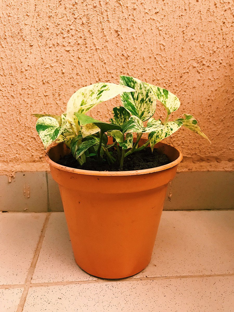 Marble Queen Pothos. Look at that variegation 